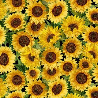 Harvest Sonnenblumen