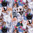 Kittens and Flowers
