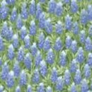 Wildflowers